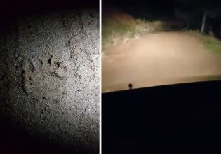 Χαλκιδική: Αρκούδα κυκλοφορεί ανενόχλητη στον Ταξιάρχη