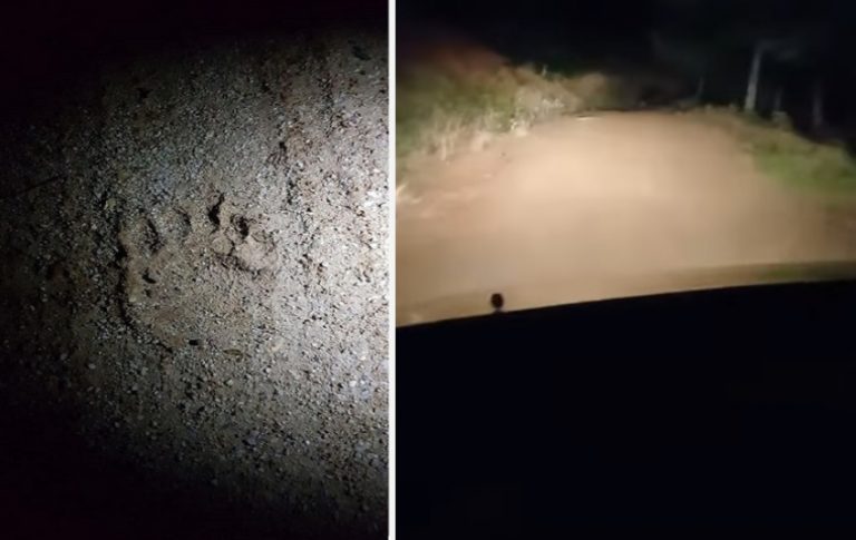 Χαλκιδική: Αρκούδα κυκλοφορεί ανενόχλητη στον Ταξιάρχη