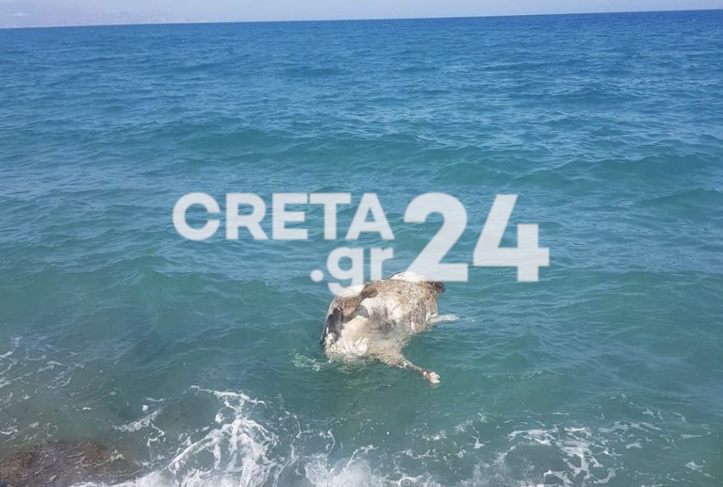Ηράκλειο: Νεκρή αγελάδα μέσα στη θάλασσα – Δείτε φωτογραφίες