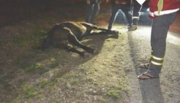 Σοκ στη Χαλκίδα: Βρέθηκε νεκρό άλογο στο δρόμο – Βασανίστηκε πριν πεθάνει