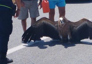 Πρόεδρος «ΑΝΙΜΑ»: Πηδούσαν από τις φωλιές τους τα πουλιά για να γλυτώσουν από τον καύσωνα