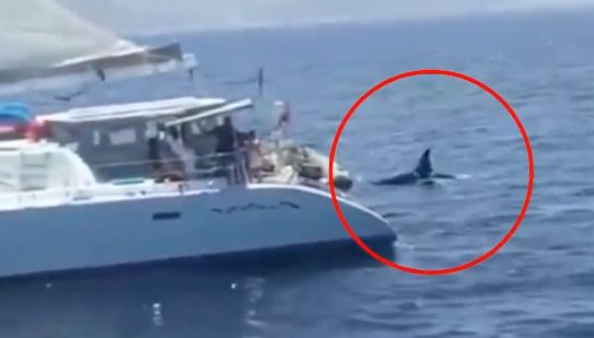 Γιβραλτάρ: Επιβάτες γιοτ πυροβολήσαν κοπάδι με όρκες – Βίντεο σοκ