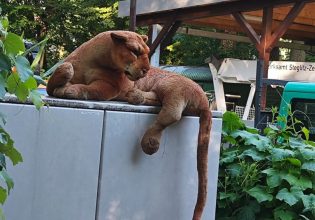 Βερολίνο: Νέος λάθος συναγερμός για λιοντάρι – Αποδείχθηκε… λούτρινο