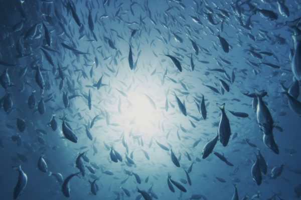 Ψάρια… μετανάστες «τρομοκρατούν» τους ψαράδες στις ελληνικές θάλασσες