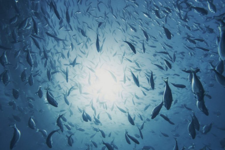 Ψάρια… μετανάστες «τρομοκρατούν» τους ψαράδες στις ελληνικές θάλασσες