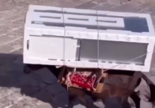 Επιμένει ο δήμαρχος Ύδρας για το φορτωμένο γαϊδουράκι: «Γίνεται 200 χρόνια στο νησί –  Δεν παραβιάζεται καμία νομοθεσία»