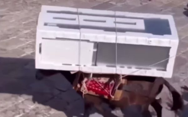 Ύδρα: «Δεν είναι κακοποίηση ζώου, είναι η καθημερινότητα του νησιού» – Τι απαντά ο δήμαρχος για τις εικόνες με τα υπερφορτωμένα ιπποειδή