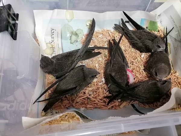 Θεσσαλονίκη: Εκατοντάδες νεοσσοί πέφτουν από τις φωλιές λόγω της ζέστης