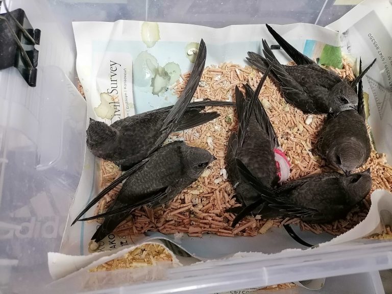 Θεσσαλονίκη: Εκατοντάδες νεοσσοί πέφτουν από τις φωλιές λόγω της ζέστης