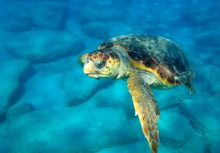 Καρέτα καρέτα: Ρεκόρ φωλιών φέτος στη Ζάκυνθο