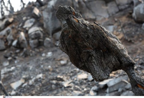 Copernicus: Τα καμένα εδάφη στην ΕΕ είναι 4 εκατ. στρέμματα – Η Ελλάδα επλήγη περισσότερο από κάθε άλλη χώρα