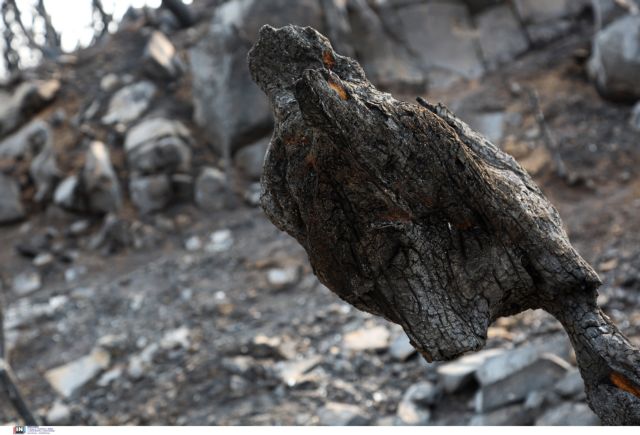 Copernicus: Τα καμένα εδάφη στην ΕΕ είναι 4 εκατ. στρέμματα – Η Ελλάδα επλήγη περισσότερο από κάθε άλλη χώρα