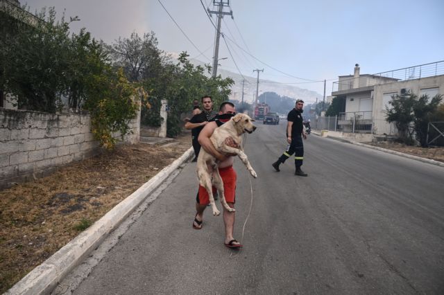 Φωτιά στη Φυλή: Κάτοικοι σώζουν τα ζωάκια τους από τη φωτιά – Συγκλονιστικές εικόνες