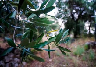 Ο Δήμος Φυλής φυτεύει ελιές στα καμένα αγροκτήματα