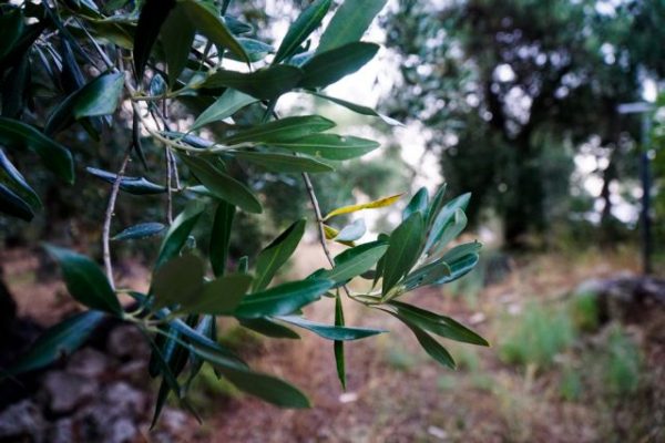 Ο Δήμος Φυλής φυτεύει ελιές στα καμένα αγροκτήματα