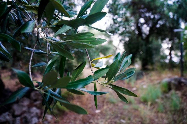 Ο Δήμος Φυλής φυτεύει ελιές στα καμένα αγροκτήματα