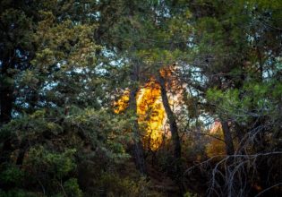 Αποκλειστικά στο in – Κίνδυνος στον Δήμο Ανδραβίδας Κυλλήνης από τα ακαθάριστα οικόπεδα