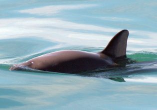 Βακίτα: Προειδοποίηση για επικείμενη εξαφάνιση του σπανιότερου θηλαστικού στον κόσμο