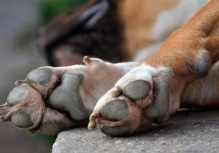 Κτηνωδία στην Ερμιόνη: 75χρονος πυροβόλησε και σκότωσε σκύλο