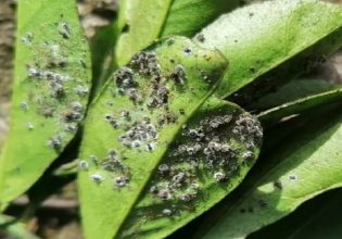 Άρτα: Ζητείται λύση για τον Μαύρο Αλευρώδη – Προσβολές στο 40% των εκτάσεων