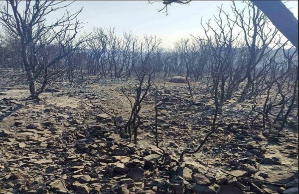 Έβρος: Ξεκινά η καταγραφή και επιχορήγηση πυρόπληκτων επιχειρήσεων και αγροτικών εκμεταλλεύσεων