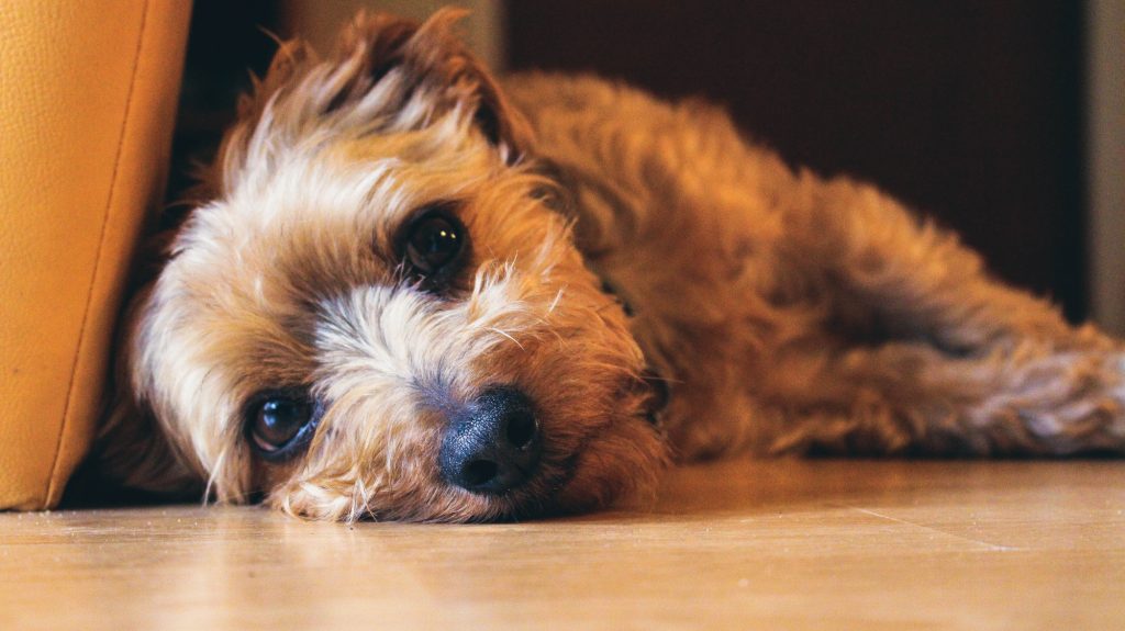 Παγκόσμια ημέρα Σκύλων: Η 26η Αυγούστου είναι αφιερωμένη στον πιο πιστό φίλο του ανθρώπου