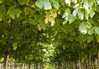 Αμπέλι: Υπό προϋποθέσεις ετήσια παράταση για άδειες φύτευσης