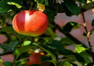 Μηλιά: Ξεκίνησε η 3η πτήση καρπόκαψας – Οι επεμβάσεις