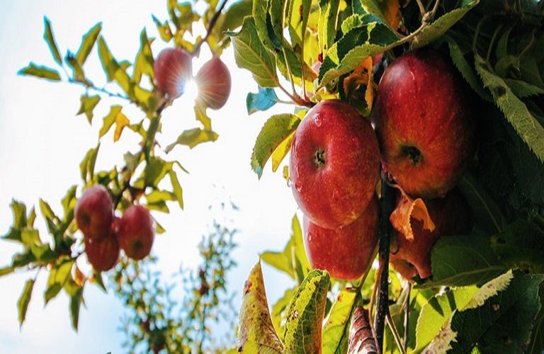 Μηλιά: Αυξημένες οι συλλήψεις της καρπόκαψας