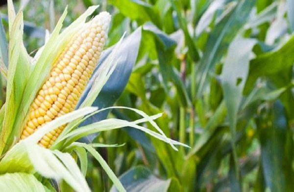 Αραβόσιτος: Πώς αντιμετωπίζεται το έντομο διαβρώτικα