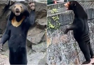 Αρκούδα ή άνθρωπος; – Οι χρήστες των social media έχουν μπερδευτεί