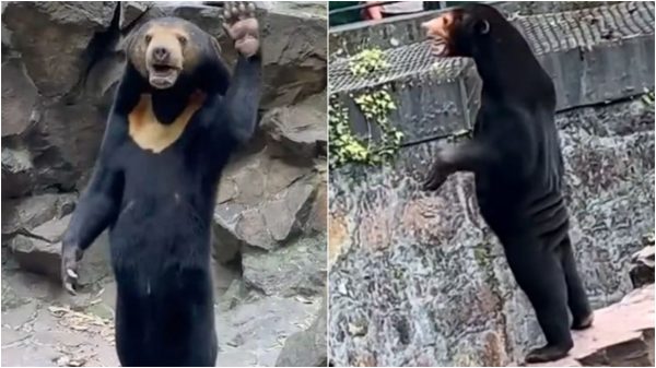 Αρκούδα ή άνθρωπος; – Οι χρήστες των social media έχουν μπερδευτεί