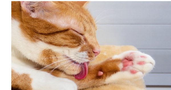 Γάτες: Για ποιους λόγους καθαρίζονται μόνες τους
