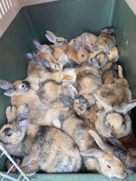 Θεσσαλονίκη: Τα δύο κουνέλια έγιναν…26 και επενέβη η φιλοζωική