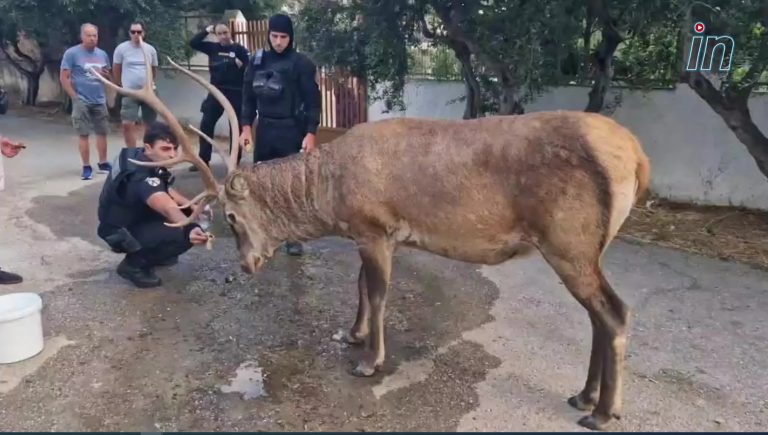 Φωτιά στην Πάρνηθα: Κάτοικοι και αστυνομικοί φρόντισαν ελάφι