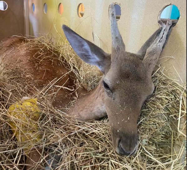 Ελαφάκι που σώθηκε από τις φωτιές της Ρόδου μεταφέρθηκε και χειρουργήθηκε στην Αθήνα