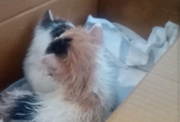 Κτηνωδία στον Βόλο: Έκλεισαν γατάκια σε κουτί και τα πέταξαν στον κάδο