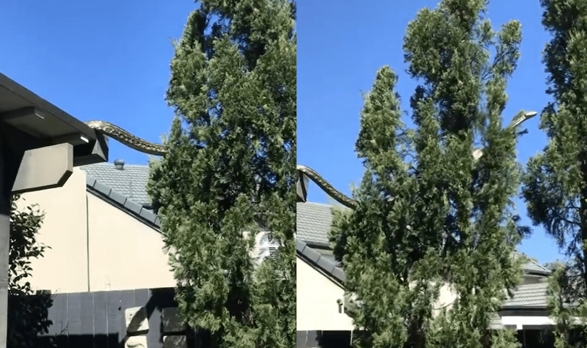 Αυστραλία: Τρομακτικό βίντεο - Πύθωνας 5 μέτρων να κάνει... βόλτα στη στέγη σπιτιού