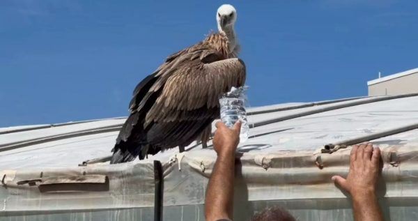 Κρήτη: Εξαντλημένο και σε άσχημη κατάσταση βρέθηκε σε θερμοκήπιο άγριο πτηνό