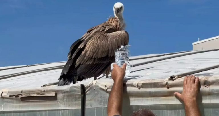 Κρήτη: Εξαντλημένο και σε άσχημη κατάσταση βρέθηκε σε θερμοκήπιο άγριο πτηνό