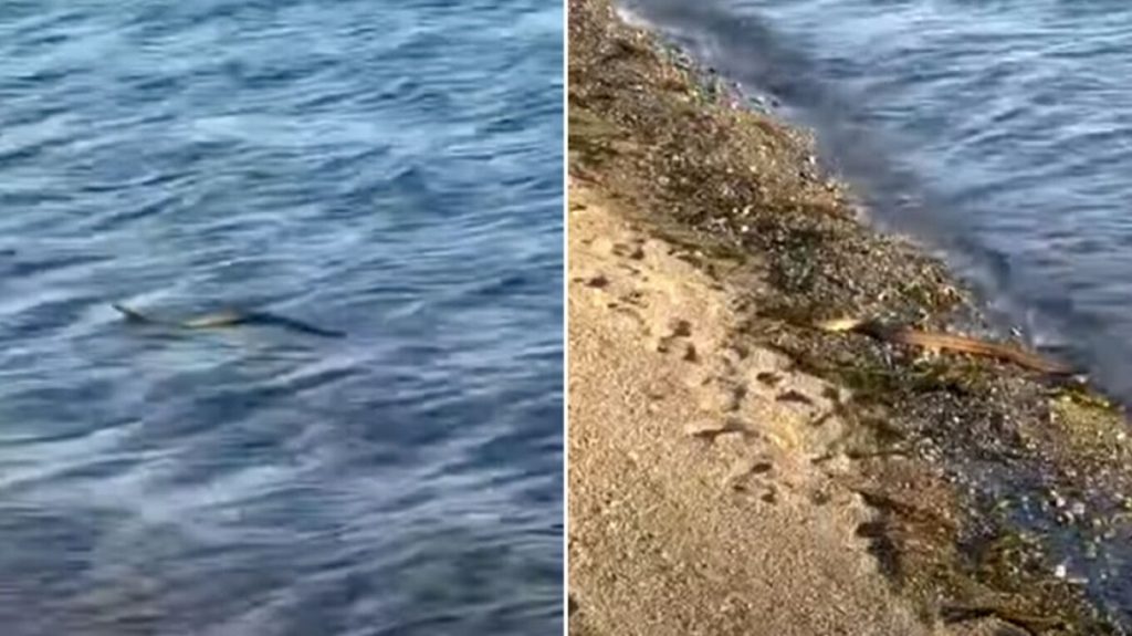 Ανάστατοι οι κάτοικοι στην Εύβοια – Το φίδι που κολυμπούσε στη θάλασσα προκάλεσε τρόμο