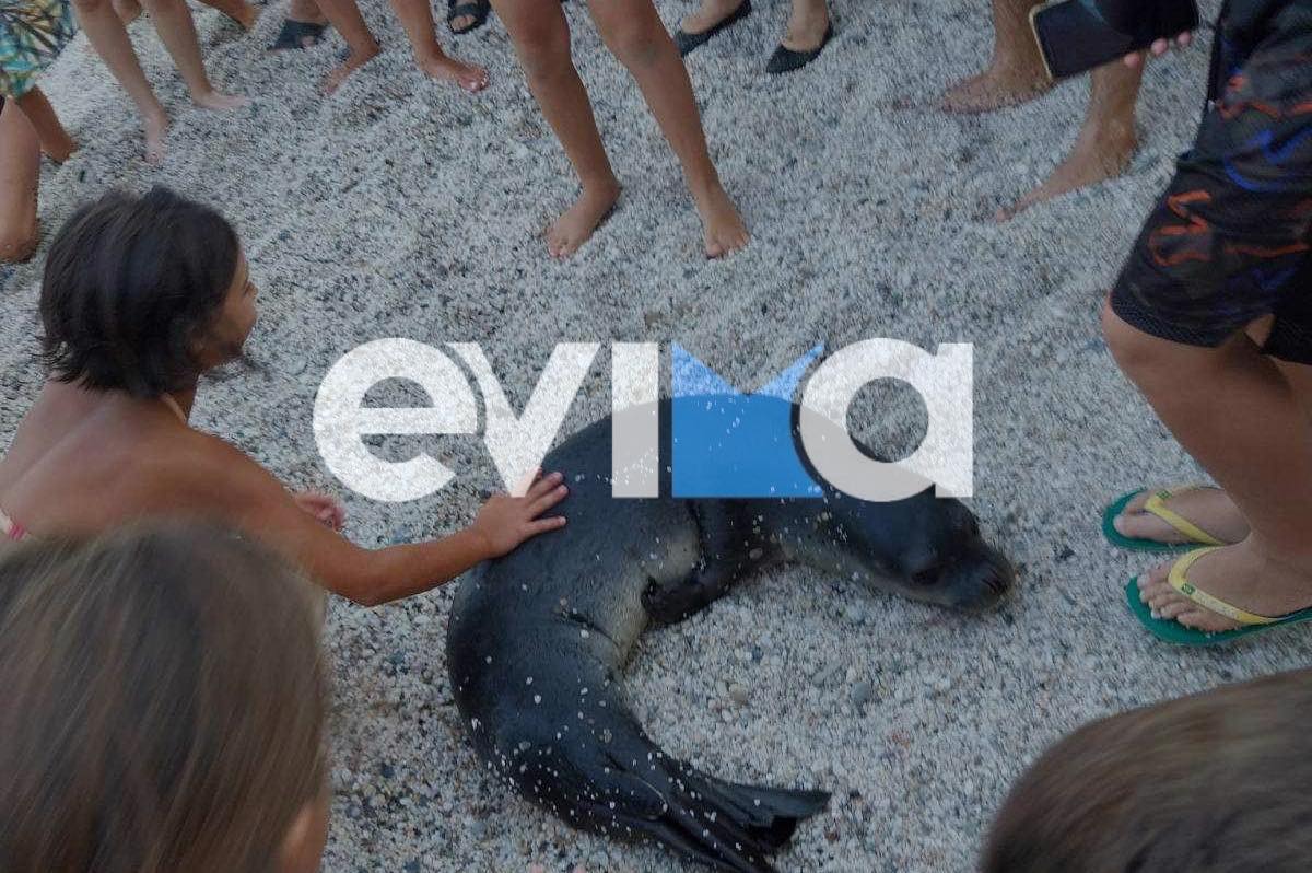 Εύβοια: Φώκια βγήκε σε παραλία και ξετρέλανε τους πάντες