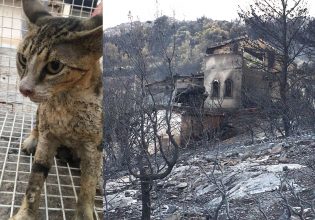 Φωτιά στη Φυλή: Ζωή στο δυστοπικό πεδίο θανάτου – Πώς ομάδα εθελοντών έσωσε γάτο