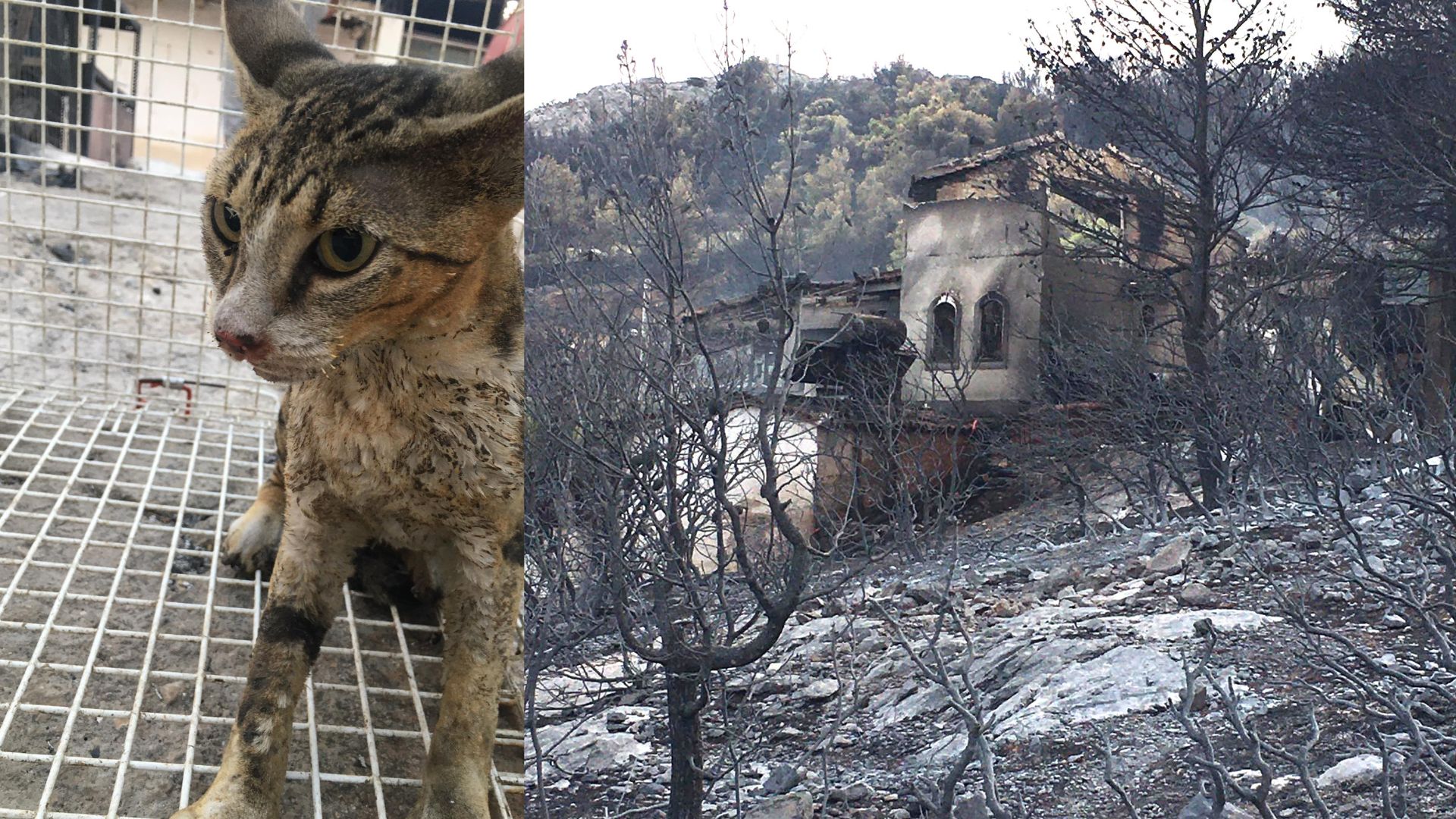 Φωτιά στη Φυλή: Ζωή στο δυστοπικό πεδίο θανάτου – Πώς ομάδα εθελοντών έσωσε γάτο