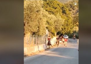 Νέα κακοποίηση ζώου: Καταγγελία για αγώνες δρόμου γαϊδουριών με ανήλικους αναβάτες στη Λέσβο