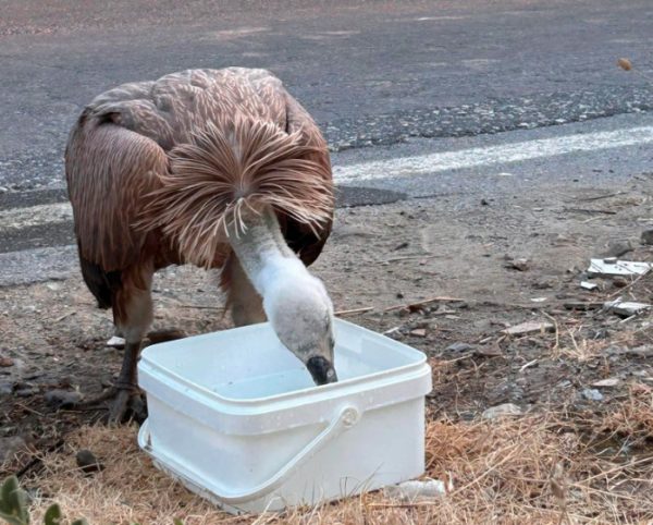 Κρήτη: Βίντεο με έναν ακόμα γύπα που χρειάστηκε τη βοήθεια των ανθρώπων