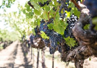 Αμπέλι: Κίνδυνος «κρυφής» προσβολής από την ευδεμίδα