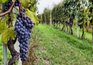 Αμπέλι: Προσοχή σε ευδεμίδα και ωίδιο – Πώς αντιμετωπίζονται