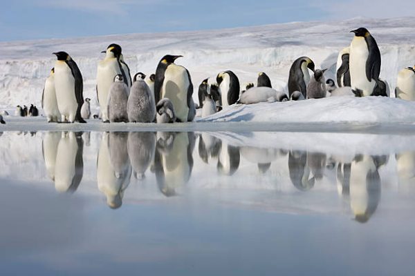 Κλιματική κρίση: Πως επηρεάζει τους αυτοκρατορικούς πιγκουίνους