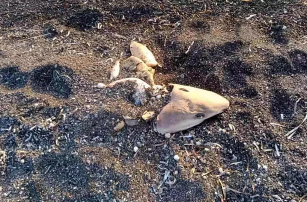Καρχαρίας ξεβράστηκε σε παραλία της Σαντορίνης